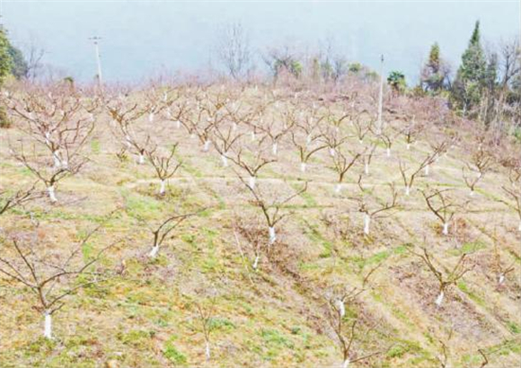 月池村脆李基地。記者雷行星攝