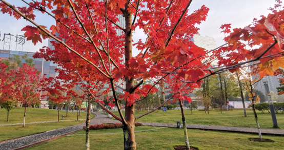 重慶銅梁：絢麗彩色樹(shù)讓初冬景色美如畫(huà)